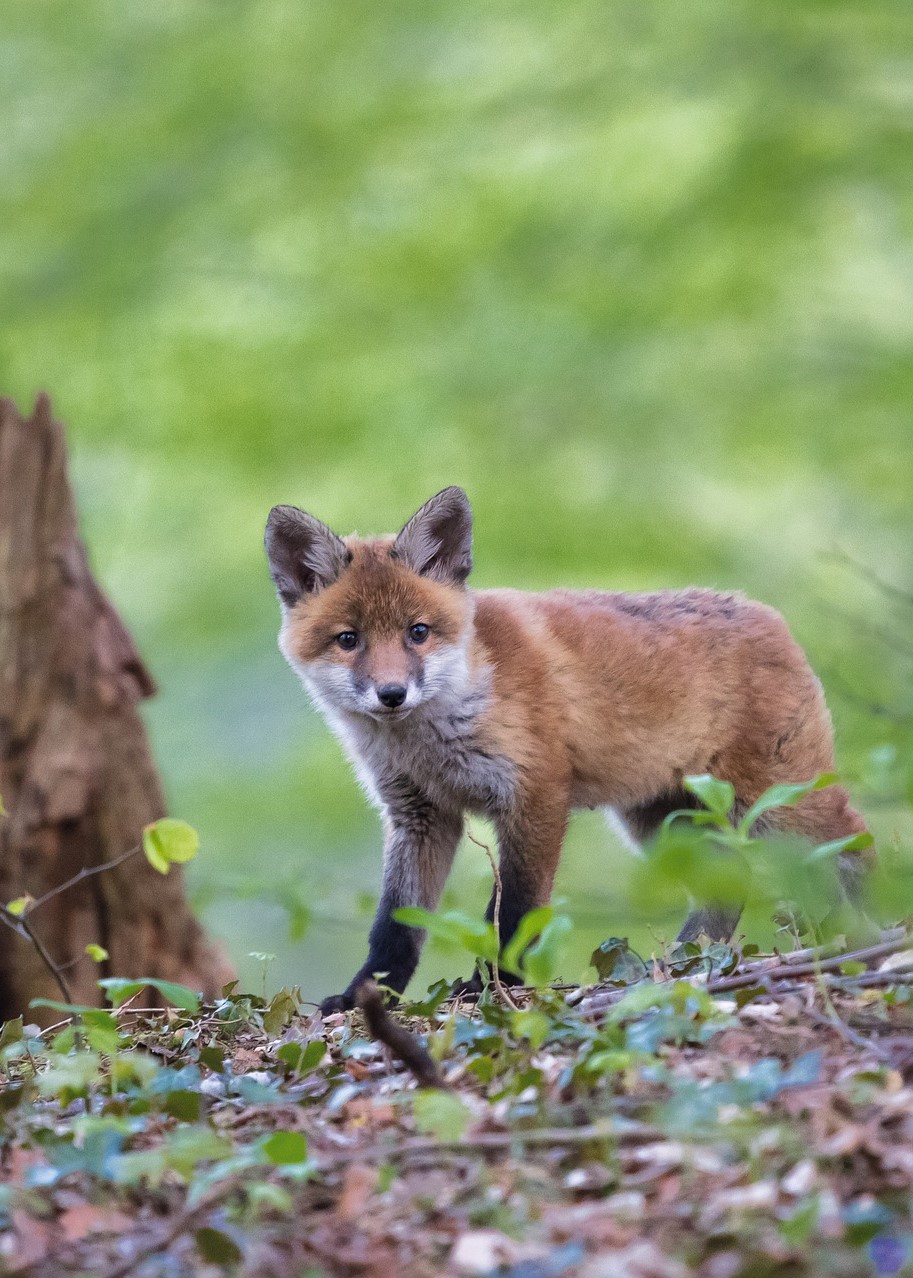The Foxes of Prince Edward Island